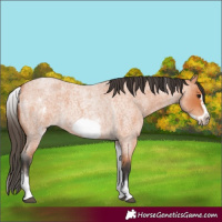 Horse Color:White Spotted Bay Roan Frame
