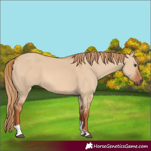 Horse Color:Red Dun Tobiano 