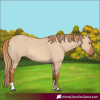 Horse Color:Red Dun Tobiano 
