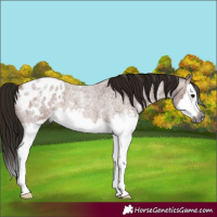 Horse Color:Gray Bay Roan Sabino Splash Appaloosa 