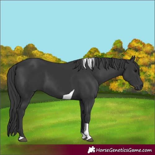 Horse Color:Black Tobiano