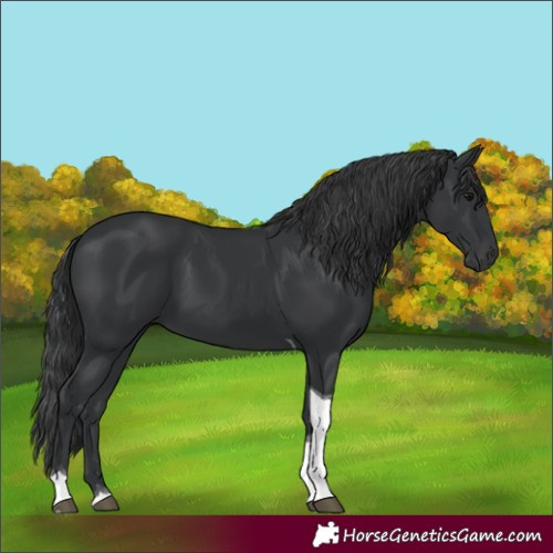 Horse Color:Black Tobiano