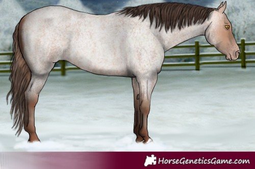 Horse Color:Amber Champagne Roan 