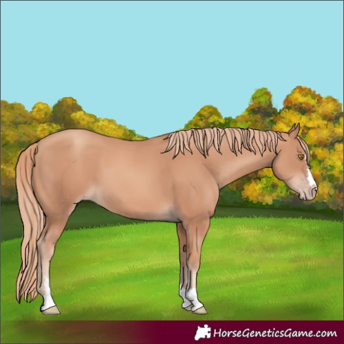 Horse Color:Gold Champagne 
