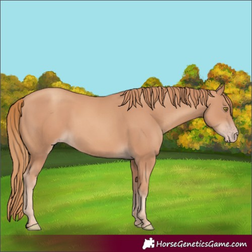 Horse Color:Gold Champagne 