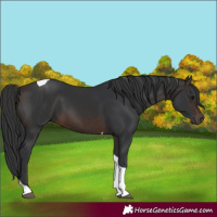 Horse Color:Brown Tobiano