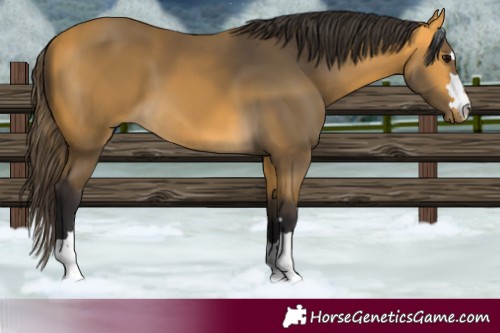 Horse Color:Buckskin 
