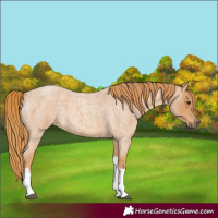 Horse Color:Red Roan Tobiano 