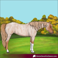 Horse Color:Red Roan Tobiano