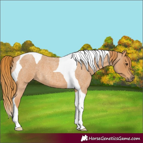 Horse Color:Red Roan Tobiano