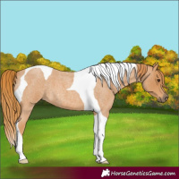Horse Color:Red Roan Tobiano 