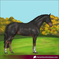 Horse Color:Liver Chestnut Tobiano 