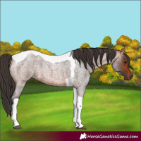 Horse Color:Bay Roan Tobiano 