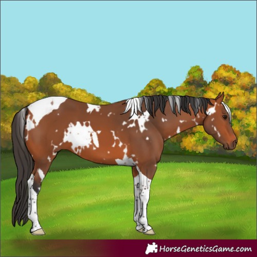 Horse Color:White Spotted Bay Tobiano 