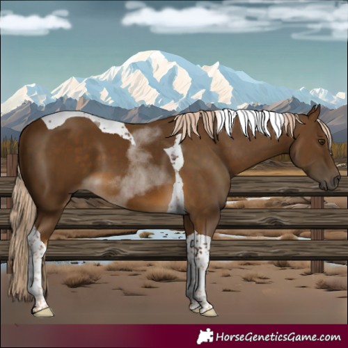 Horse Color:Chocolate Palomino Tobiano 