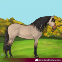Horse Color:Bay Dun 