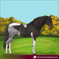Horse Color:Liver Chestnut Tobiano