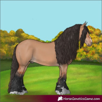 Horse Color:Bay Dun