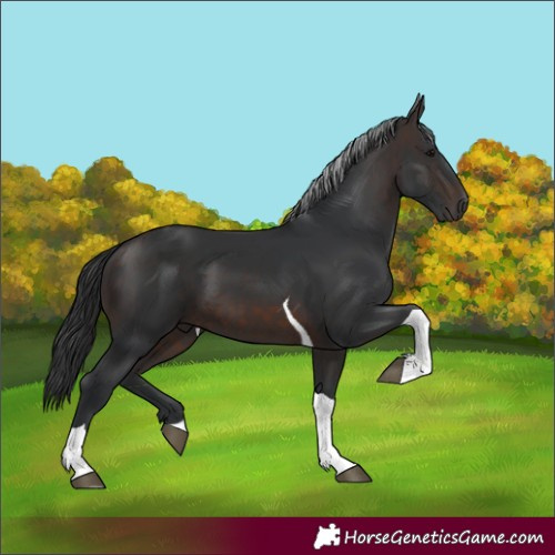Horse Color:Brown Tobiano