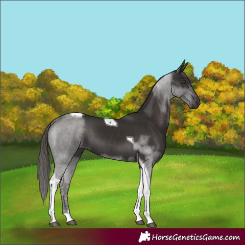 Horse Color:Liver Chestnut Tobiano 