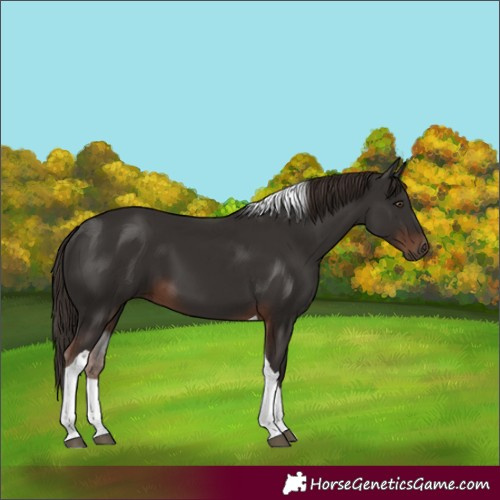 Horse Color:Liver Chestnut Tobiano 