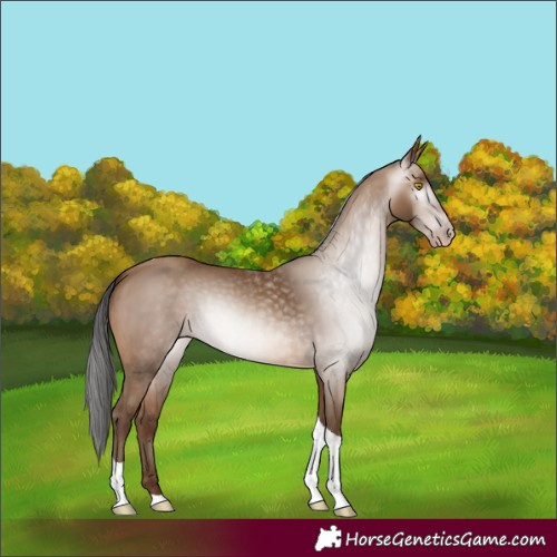 Horse Color:Gray Amber Champagne Tobiano 