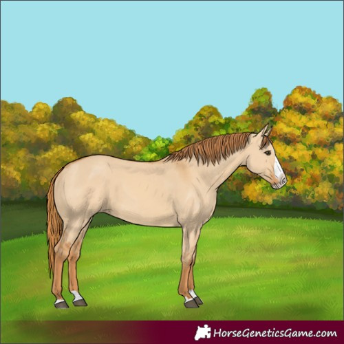 Horse Color:Unknown 