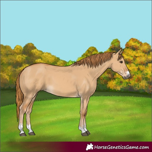 Horse Color:Unknown 