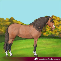 Horse Color:Bay Varnish 