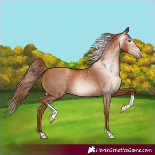 Horse Color:Gray Gold Champagne Tobiano 