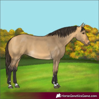 Horse Color:Buckskin Dun 