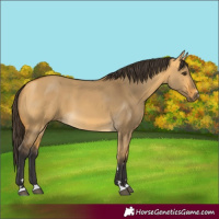 Horse Color:Buckskin Dun 
