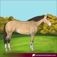 Horse Color:Buckskin Dun 