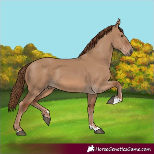 Horse Color:Red Dun 