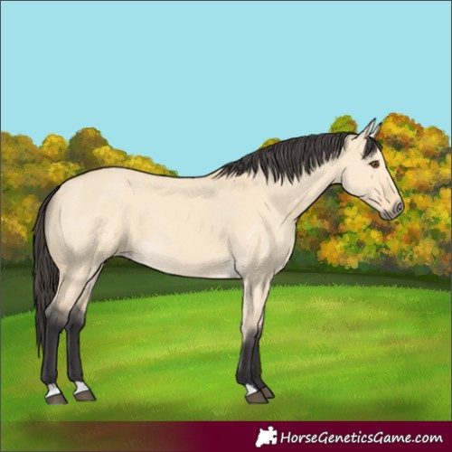 Horse Color:Buckskin Dun 