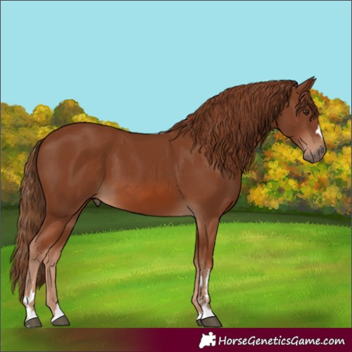 Horse Color:Chestnut 