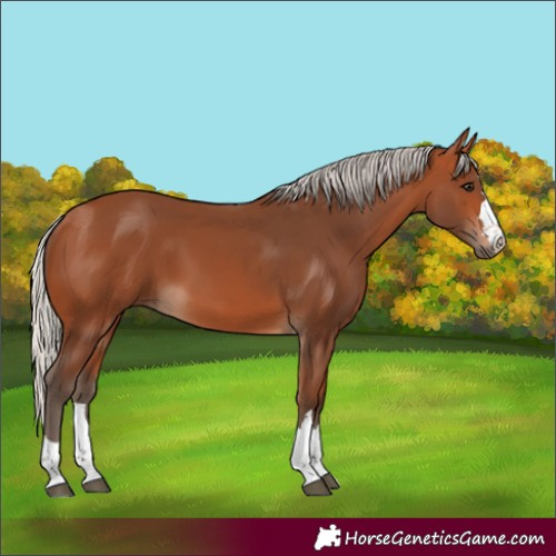 Horse Color:Silver Bay 