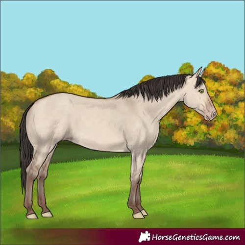Horse Color:Amber Champagne Dun 