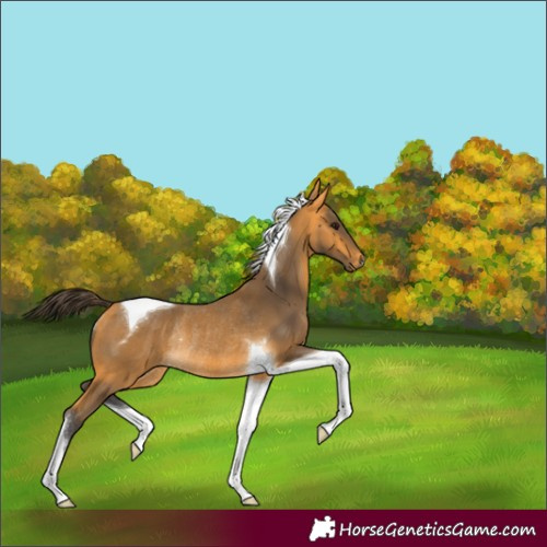 Horse Color:Buckskin Tobiano Rabicano