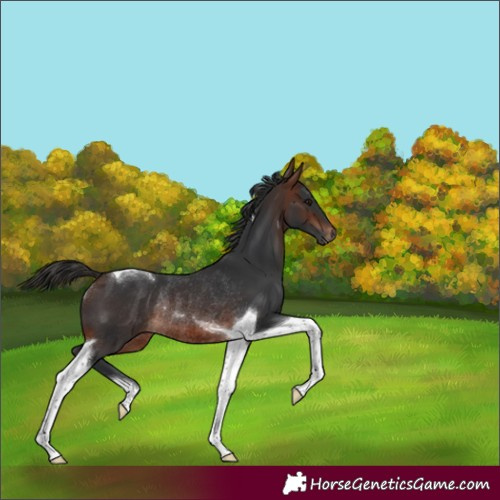 Horse Color:Brown Tobiano Rabicano 