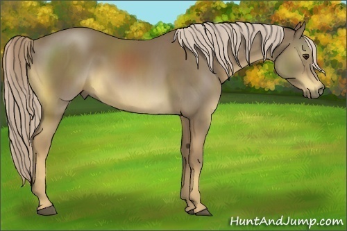 Horse Color:Chocolate Palomino 