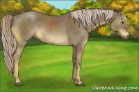 Horse Color:Chocolate Palomino 