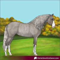 Horse Color:Silver Smoky Blue Roan Rabicano