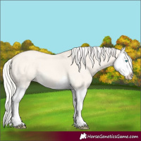 Horse Color:Cremello Dun Splash 