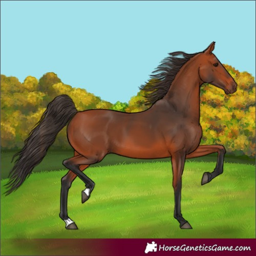 Horse Color:Unknown 