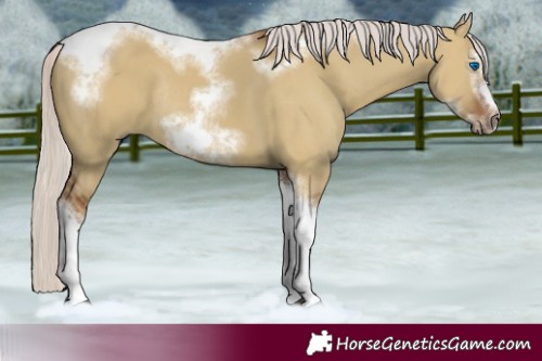 Horse Color:Silver Bay Dun Sabino Tobiano Frame Rabicano 