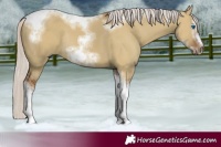 Horse Color:Silver Bay Dun Sabino Tobiano Frame Rabicano 