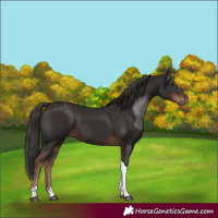 Horse Color:Liver Chestnut Tobiano
