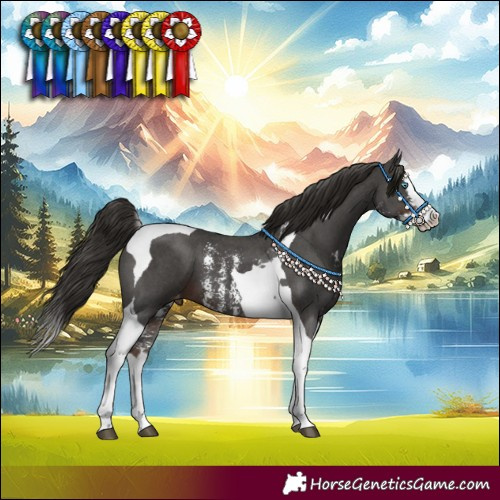 Horse Color:Liver Chestnut Sabino Splash Tobiano Appaloosa