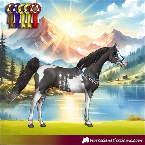 Horse Color:Liver Chestnut Sabino Splash Tobiano Appaloosa 